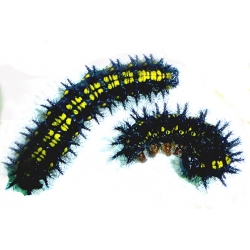 Scarce Fritillary Hypodryas maturna 10 larvae